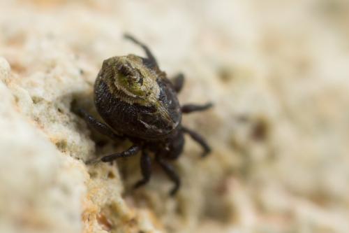 Neoliodes theleproctus